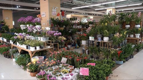 實探即將閉店的花卉市場 市民趁商家甩賣，提前購置春節(jié)用品花卉