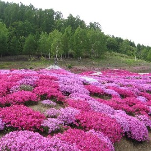 河源宿根花卉批發(fā) 點亮花園的持久之美